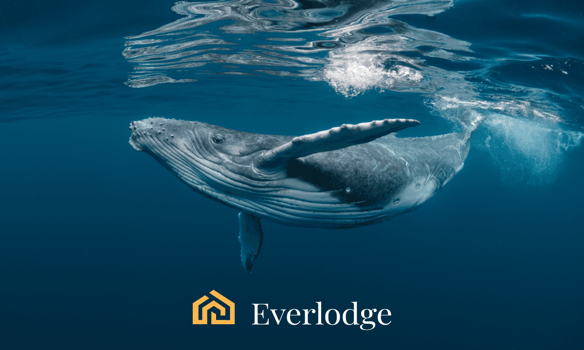 Principales opciones de las ballenas de criptomonedas para el mercado alcista: Dogecoin, Ethereum y Everlodge