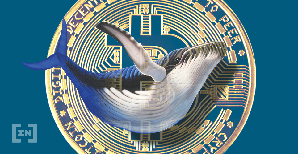 Ballena Bitcoin