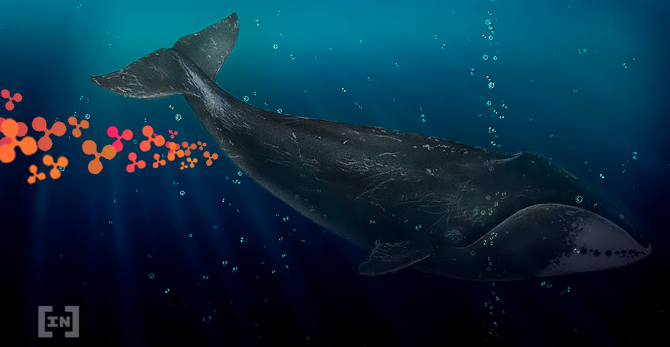 Ballena XRP