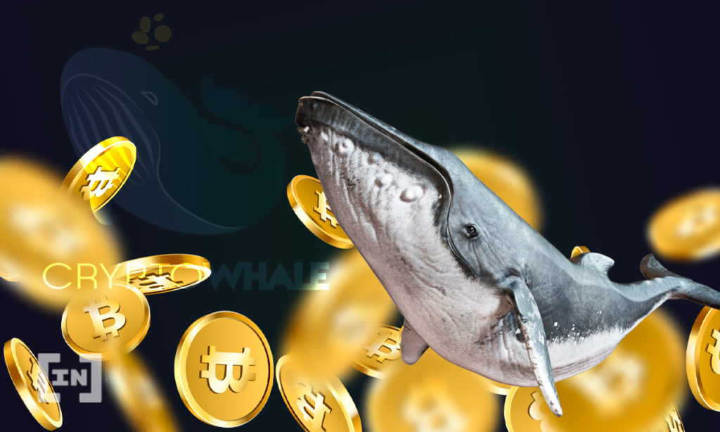 Ballena Bitcoin