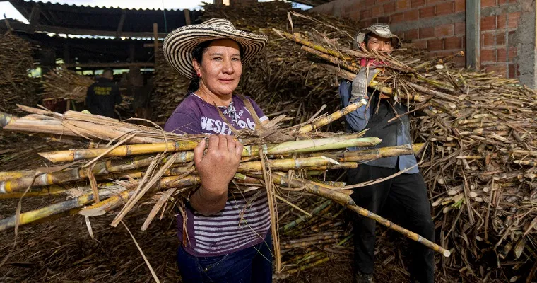 Agricultores de caña de azúcar para la producción de panela. Imagen/Fuente: Agronet
Ripple