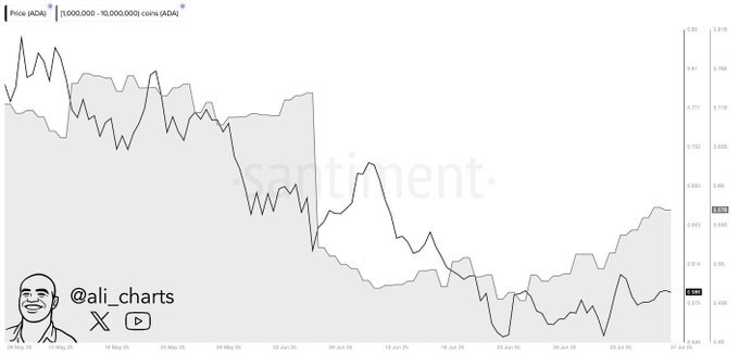 Las ballenas compraron 120 millones de tokens Cardano (ADA) en las últimas 2 semanas. Fuente: X/@ali_charts